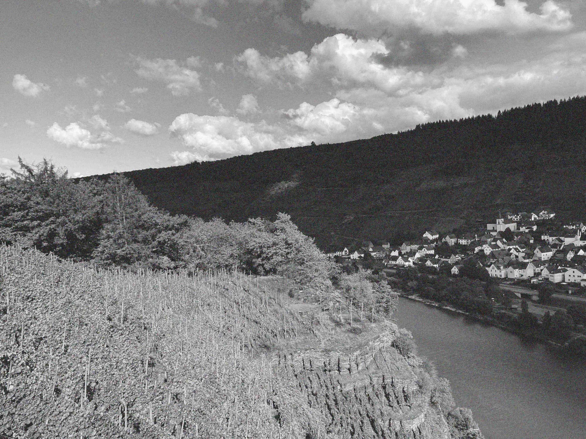 Weinberg an der Mosel