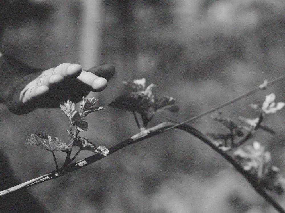 Hand pflegt eine Weinrebe im Bio-Weinberg