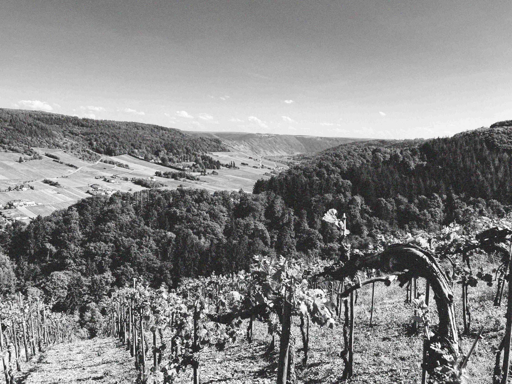 Weinberg Burgerbach