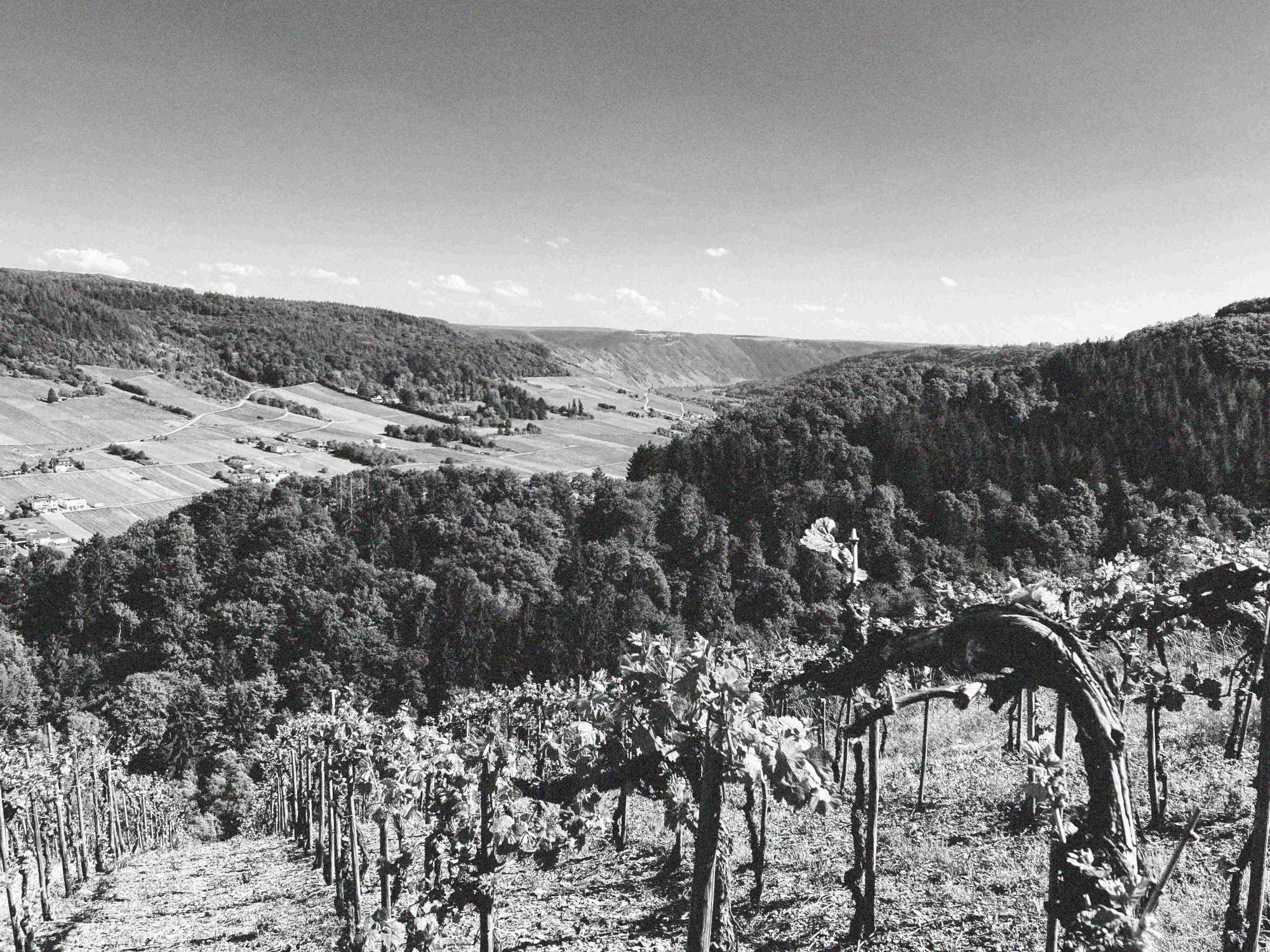 Weinberg Burgerbach in Reil an der Mosel