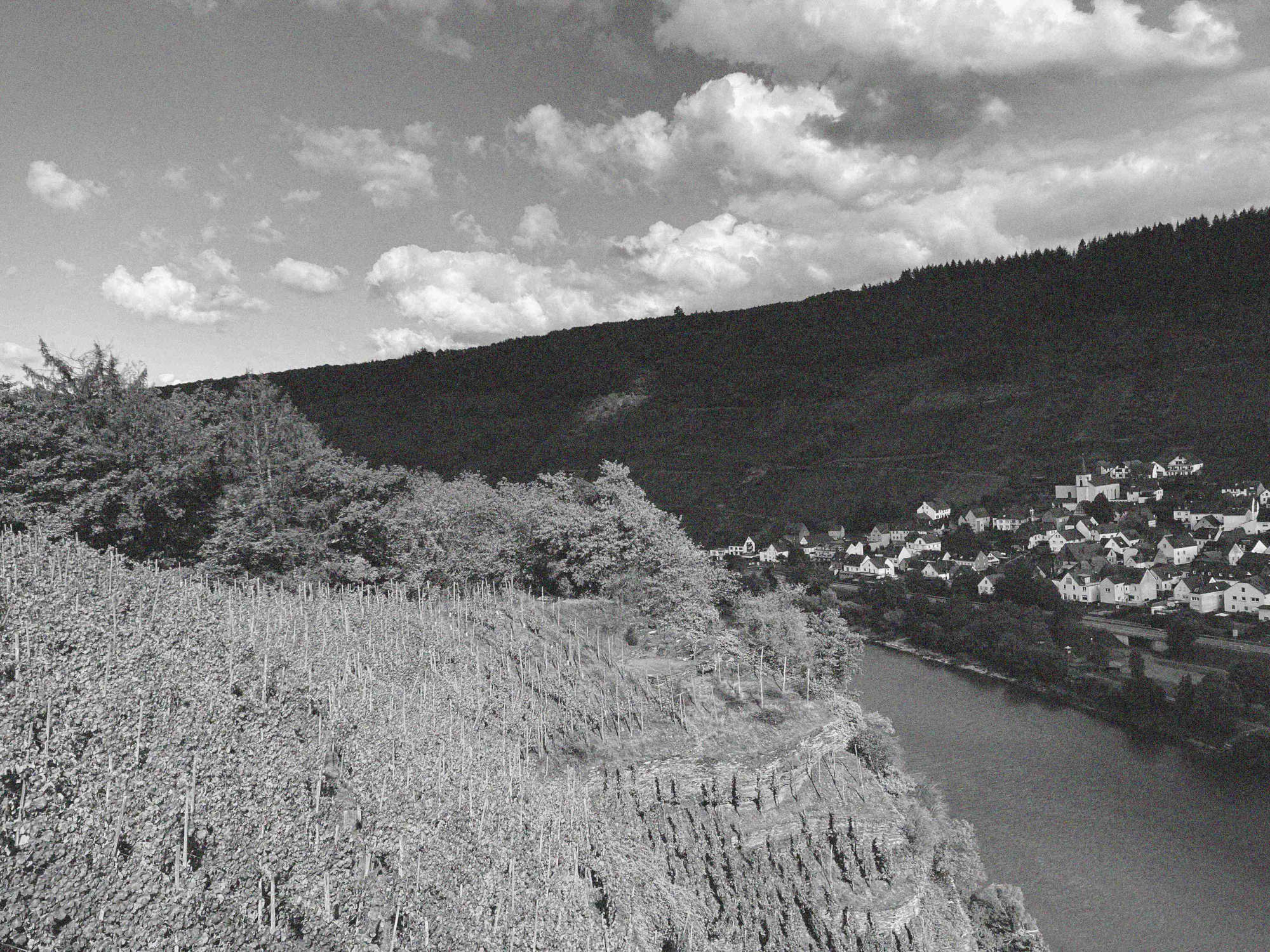 Weinberg Mullay an der Mosel