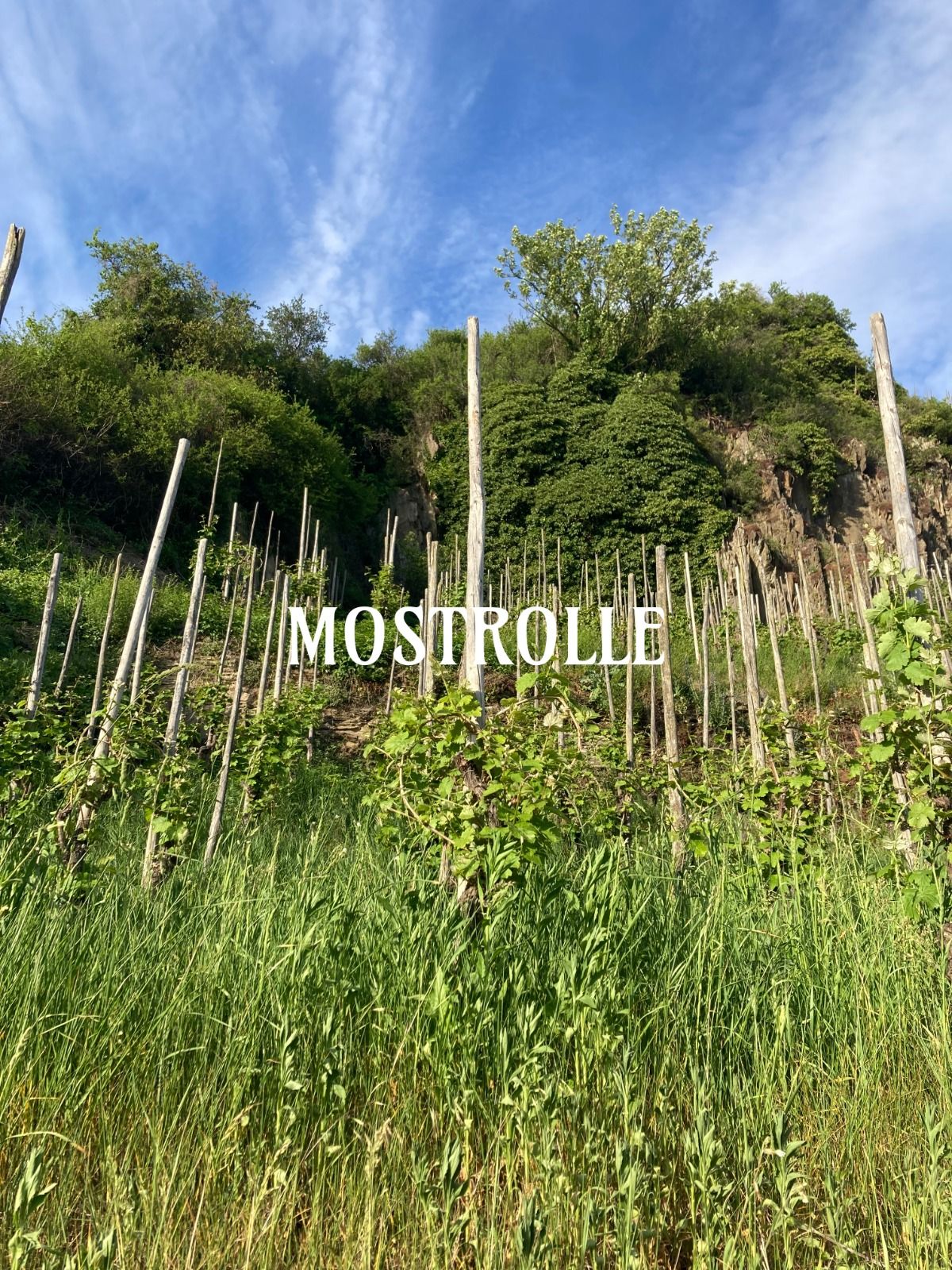 Bio-Wein und Öko-Weinbau: Nachhaltigkeit im Glas