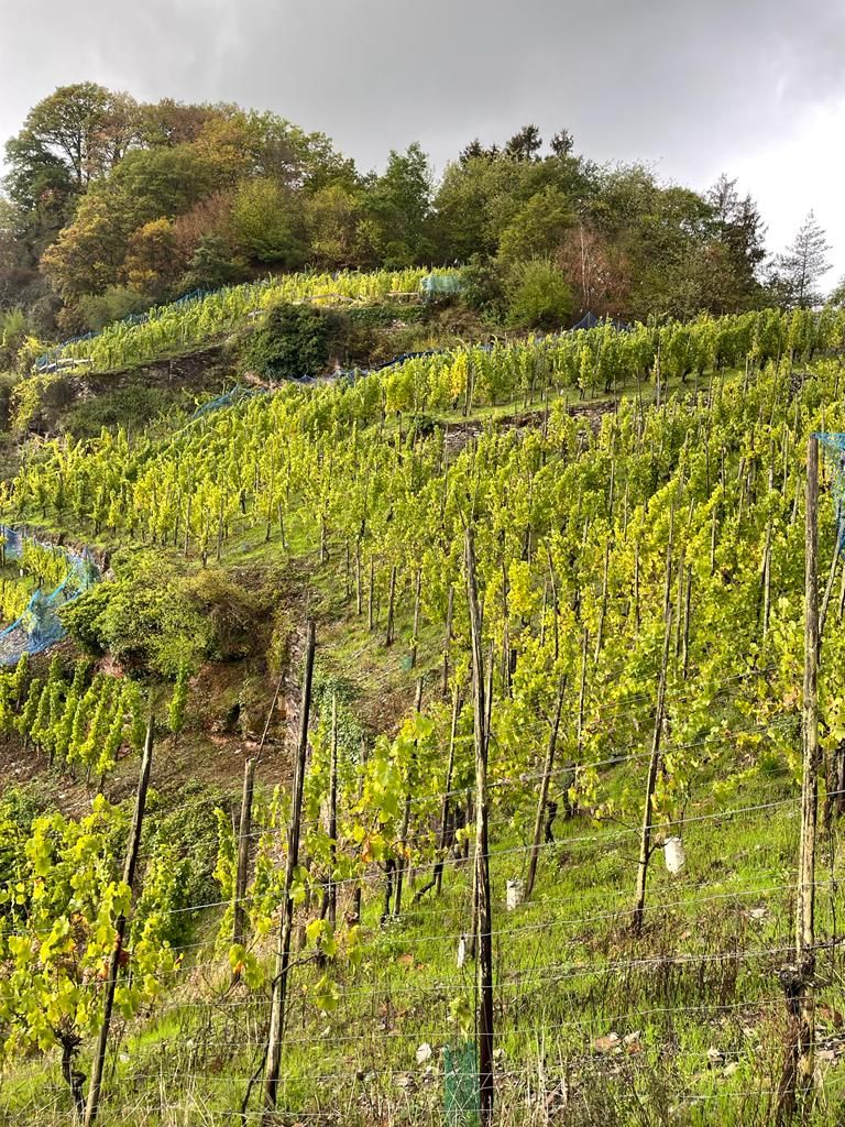 Weinbaugebiet Mosel: Eine Reise durch Geschichte und Genuss